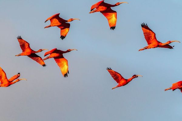 Caribbean-Trinidad-Caroni Swamp Scarlet ibis birds in flight
